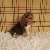Buddy, a male Beagle for sale in Modesto, CA – 2 of 3