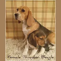 Benji, a male Beagle for sale in Modesto, CA – 8 of 9