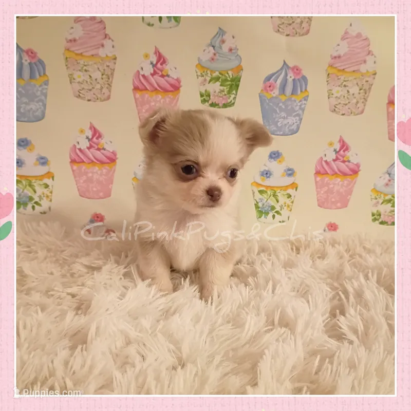 Latte – Chihuahua puppy for sale in Modesto, CA