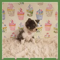 Bluey, a female Chihuahua for sale in Modesto, CA – 6 of 8