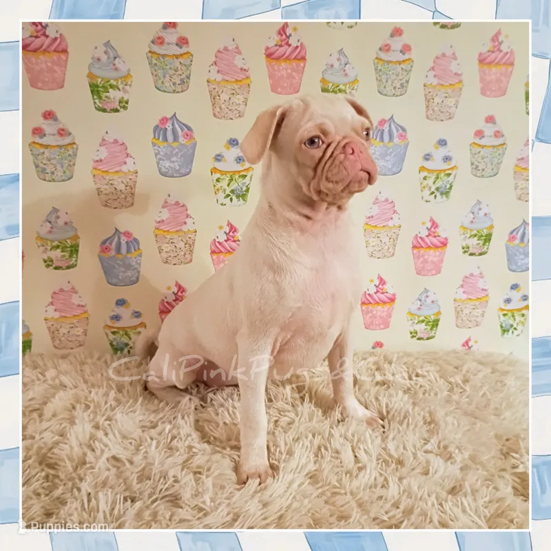Labubu – Pug puppy for sale in Modesto, CA