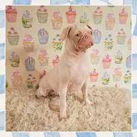 Labubu, a female Pug for sale in Modesto, CA – 1 of 7
