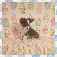 Bluey, a female Chihuahua for sale in Modesto, CA – 9 of 10