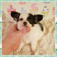 Moo-moo, a female Chihuahua for sale in Modesto, CA – 4 of 5