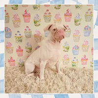 Labubu, a female Pug for sale in Modesto, CA – 7 of 7