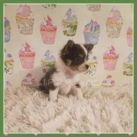 Bluey, a female Chihuahua for sale in Modesto, CA – 3 of 8