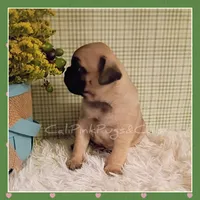 Booger, a male Pug for sale in Modesto, CA – 8 of 8