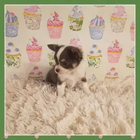 Bluey, a female Chihuahua for sale in Modesto, CA – 7 of 8