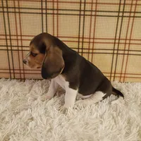 Bella, a female Beagle for sale in Modesto, CA – 3 of 3