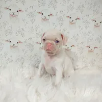 Lulu (Albino "Pink") 2, a female Pug for sale in Modesto, CA – 1 of 7