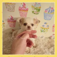 Tanner, a male Chihuahua for sale in Modesto, CA – 2 of 7