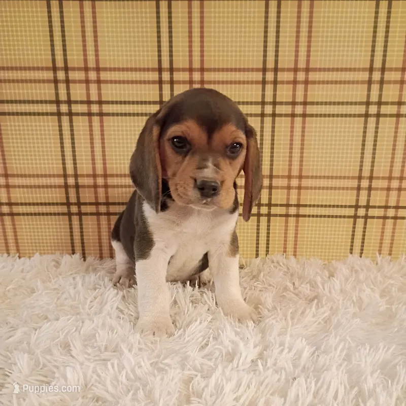 Baxter – Beagle puppy for sale in Modesto, CA