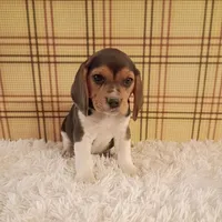 Baxter, a male Beagle for sale in Modesto, CA – 1 of 3