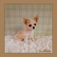 SueBelle, a female Chihuahua for sale in Modesto, CA – Photo 3 of 10