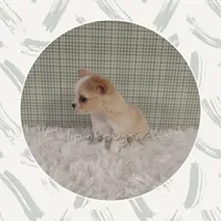 SueBelle, a female Chihuahua for sale in Modesto, CA – Photo 7 of 10