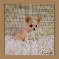 SueBelle, a female Chihuahua for sale in Modesto, CA – Photo 4 of 10