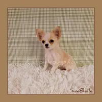 SueBelle, a female Chihuahua for sale in Modesto, CA – Photo 1 of 10