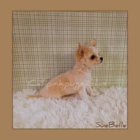 SueBelle, a female Chihuahua for sale in Modesto, CA – Photo 5 of 10