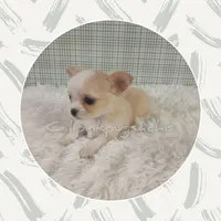 SueBelle, a female Chihuahua for sale in Modesto, CA – Photo 9 of 10