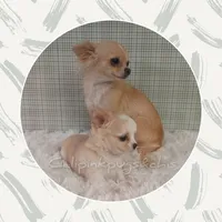 SueBelle, a female Chihuahua for sale in Modesto, CA – Photo 8 of 10