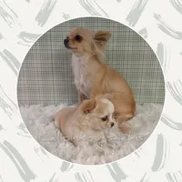 SueBelle, a female Chihuahua for sale in Modesto, CA – Photo 10 of 10