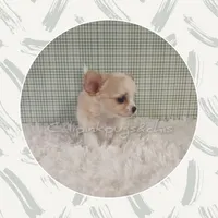 SueBelle, a female Chihuahua for sale in Modesto, CA – Photo 6 of 10