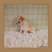 SueBelle, a female Chihuahua for sale in Modesto, CA – Photo 2 of 10