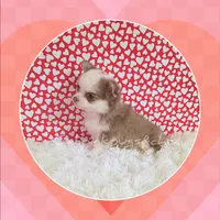 Hermes, a male Chihuahua for sale in Modesto, CA – Photo 8 of 10