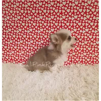 Hermes, a male Chihuahua for sale in Modesto, CA – Photo 4 of 10