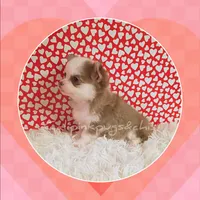 Hermes, a male Chihuahua for sale in Modesto, CA – Photo 7 of 10