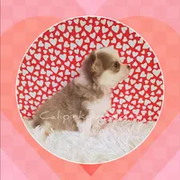 Hermes, a male Chihuahua for sale in Modesto, CA – Photo 6 of 10