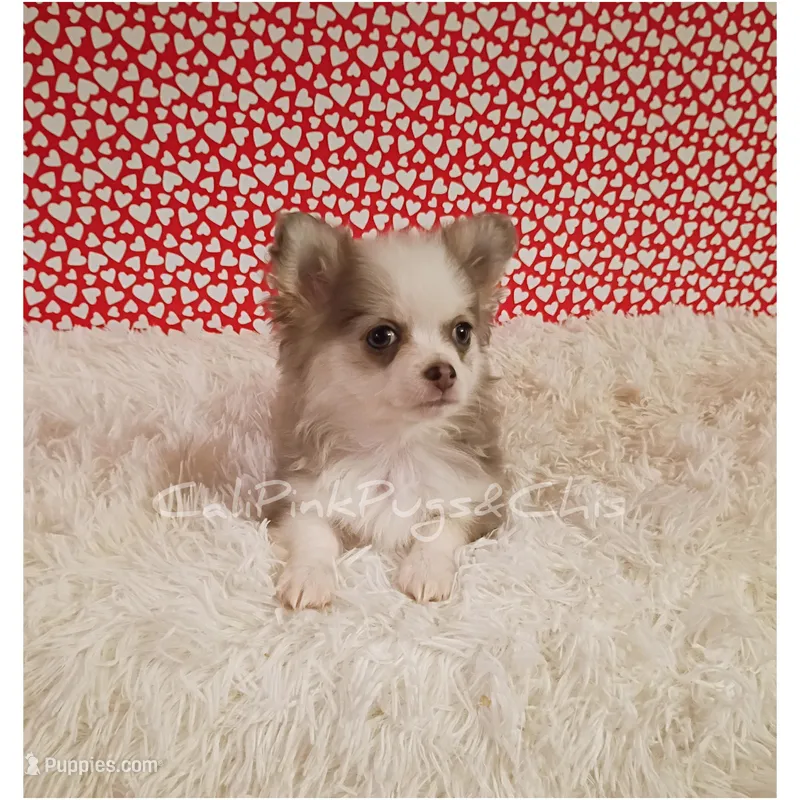 Hermes, a male Chihuahua for sale in Modesto, CA – Photo 1 of 10