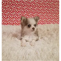 Hermes, a male Chihuahua for sale in Modesto, CA – Photo 1 of 10