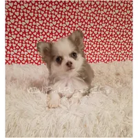 Hermes, a male Chihuahua for sale in Modesto, CA – Photo 3 of 10