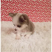 Hermes, a male Chihuahua for sale in Modesto, CA – Photo 5 of 10