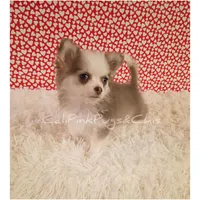 Hermes, a male Chihuahua for sale in Modesto, CA – Photo 2 of 10