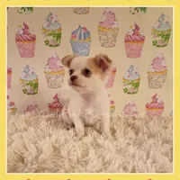 Benson, a male Chihuahua for sale in Modesto, CA – 4 of 9