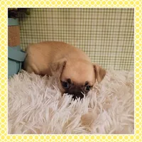 Emmi (Chug), a female Chihuahua and Pug for sale in Modesto, CA – 4 of 9