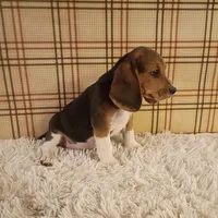 Benji, a male Beagle for sale in Modesto, CA – 7 of 9