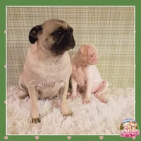Luna ( Albino "Pink" Pug), a female Pug for sale in Modesto, CA – 9 of 10