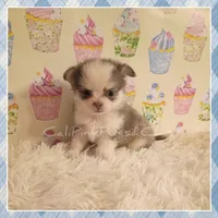 Violet, a female Chihuahua for sale in Modesto, CA – 3 of 10