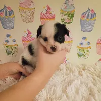 Moo-moo, a female Chihuahua for sale in Modesto, CA – 2 of 3