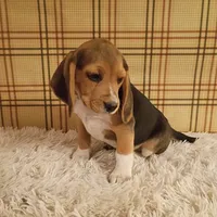 Billy, a male Beagle for sale in Modesto, CA – 7 of 8