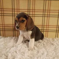 Baxter, a male Beagle for sale in Modesto, CA – 3 of 3
