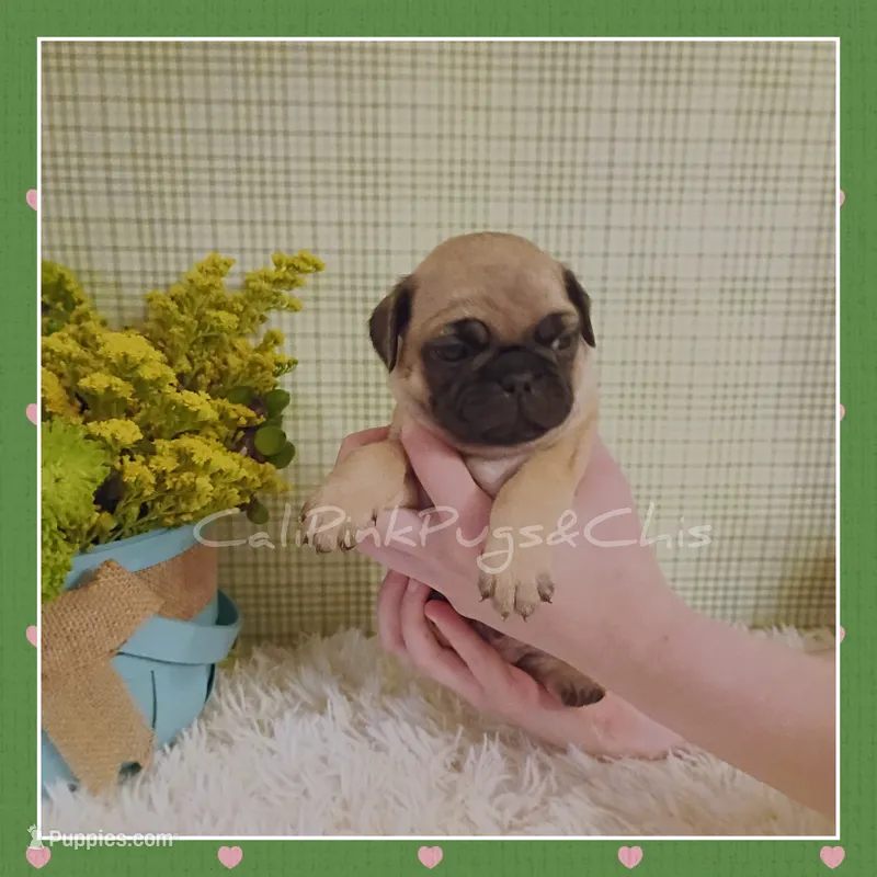 Booger – Pug puppy for sale in Modesto, CA