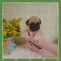 Booger, a male Pug for sale in Modesto, CA – 1 of 8