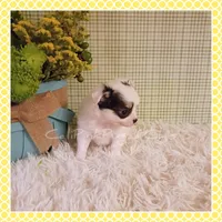 Poppy, a female Chihuahua for sale in Modesto, CA – Photo 2 of 10
