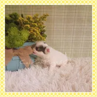 Poppy, a female Chihuahua for sale in Modesto, CA – Photo 5 of 10