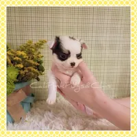Poppy, a female Chihuahua for sale in Modesto, CA – Photo 3 of 10