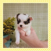Poppy, a female Chihuahua for sale in Modesto, CA – Photo 1 of 10